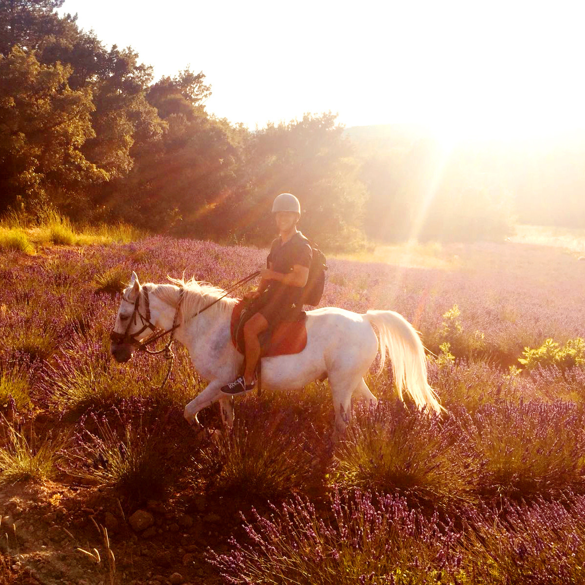 Horse riding in the lavender's fields